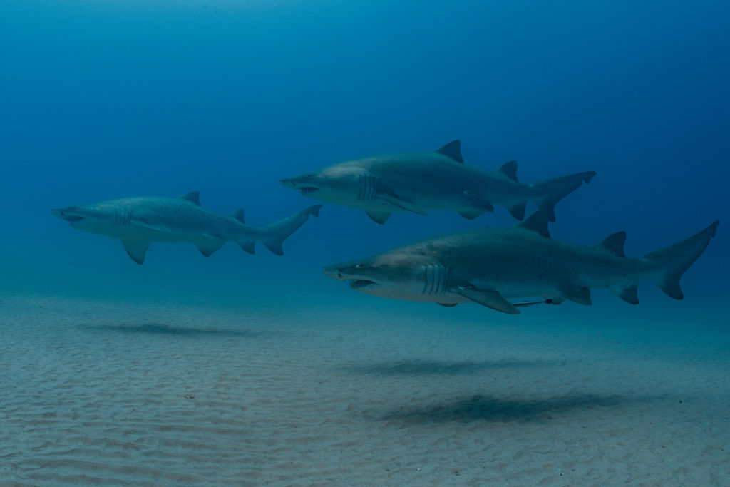 f2660a01-1cbc-4296-9cd6-77bbf6f3ce48