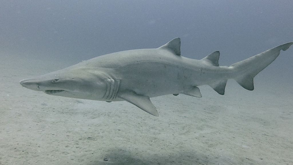 5f9e35f0-9569-4098-8303-50e161b7429d