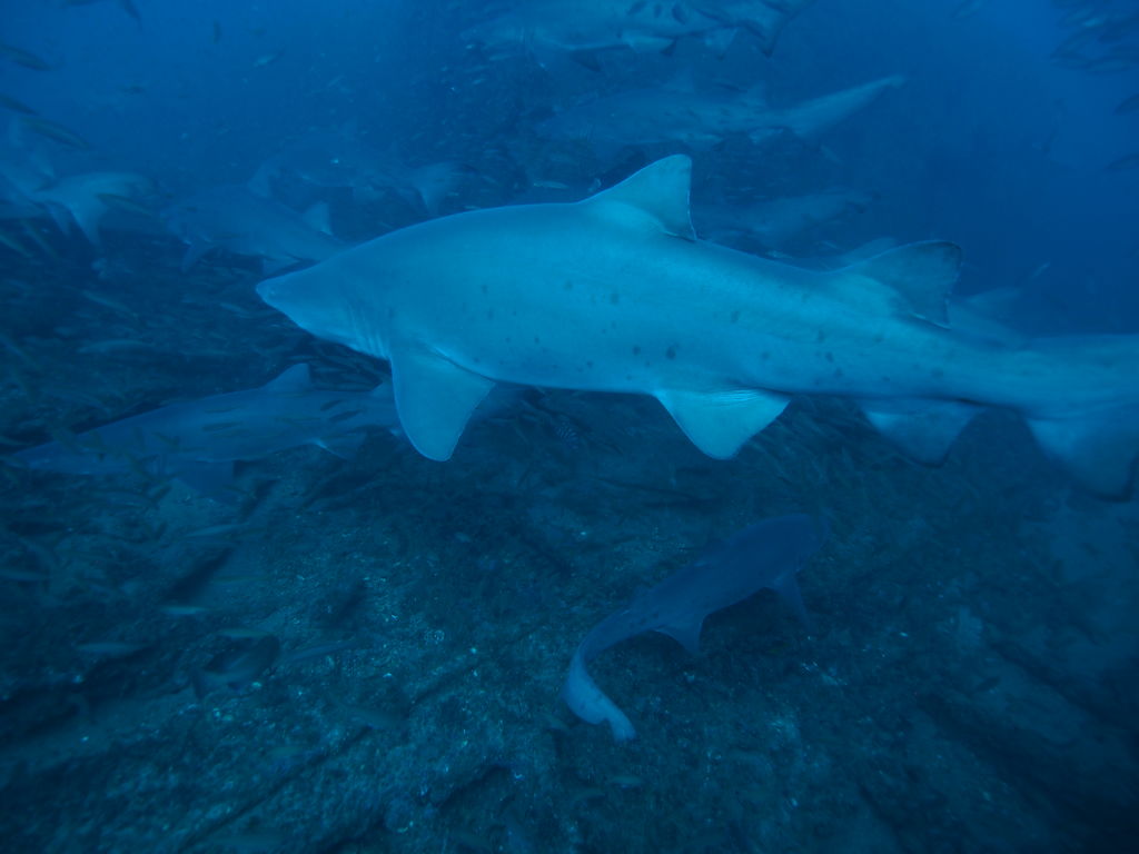 c0510258-fc88-422d-9d62-b0cb0cf8d574