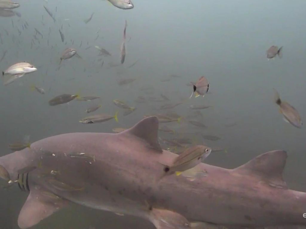 9bfa9ae0-520b-487f-9683-35c37778a731