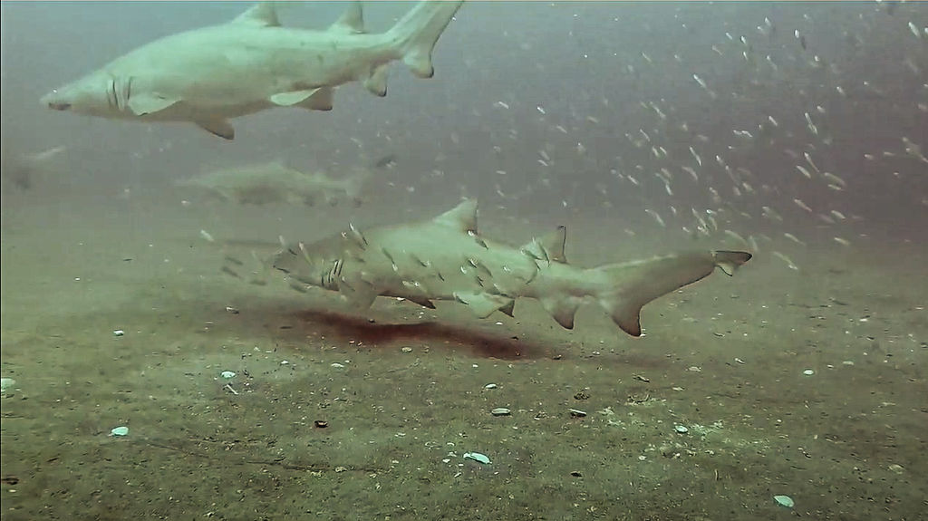 f33972e1-9d7f-466d-872b-7c65c9d915b7