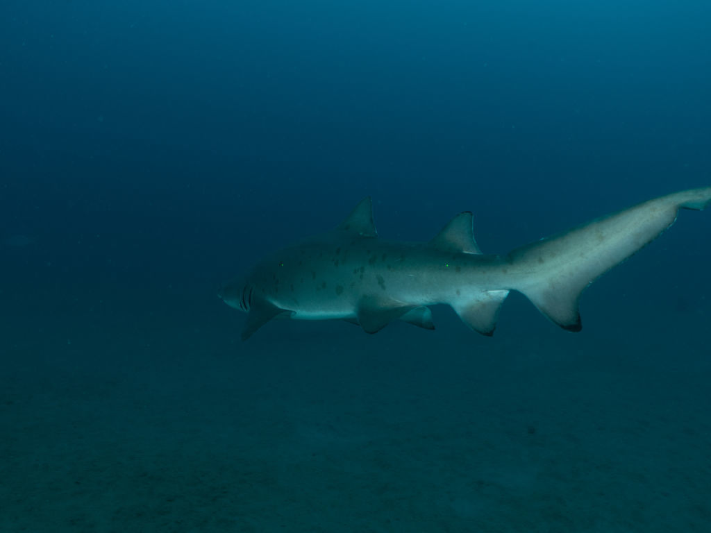 0bfb0beb-85d7-4e1b-98ee-8b870d90abe8