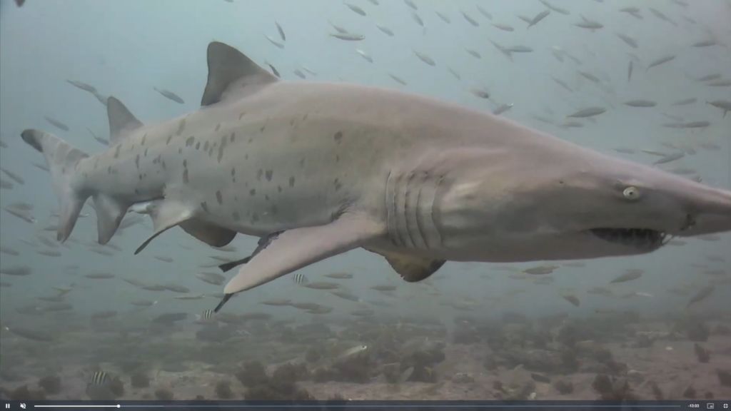 fc681836-42bc-4c0a-b418-1623a68666af