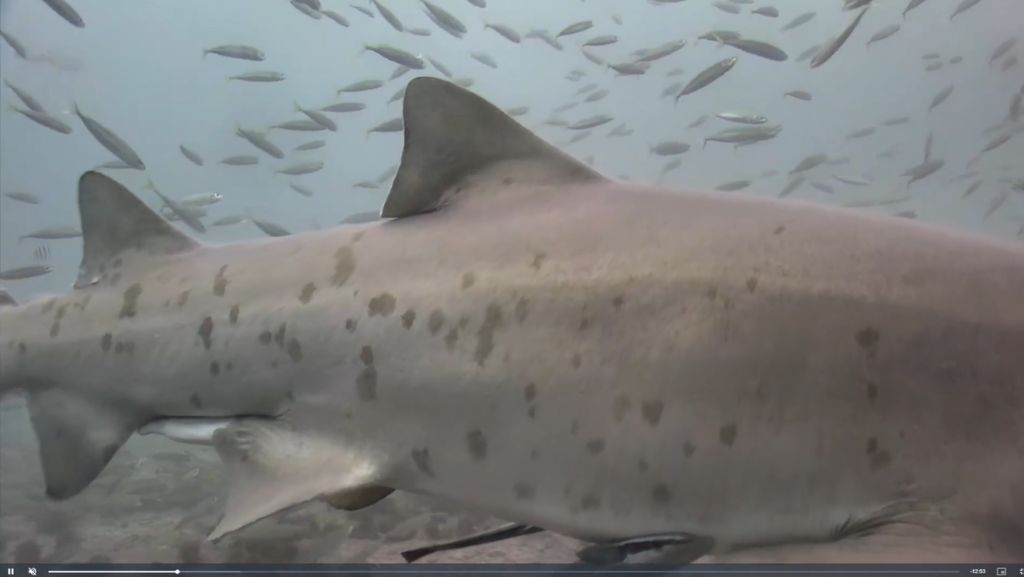 fc681836-42bc-4c0a-b418-1623a68666af