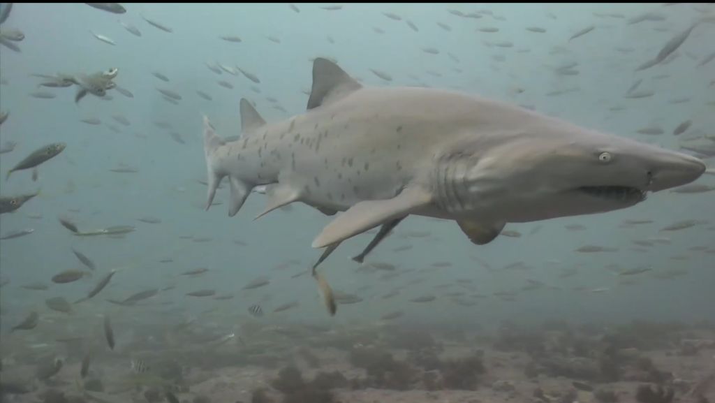 fc681836-42bc-4c0a-b418-1623a68666af