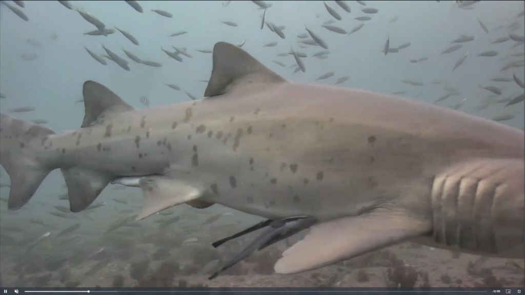 fc681836-42bc-4c0a-b418-1623a68666af