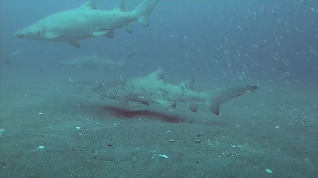 f33972e1-9d7f-466d-872b-7c65c9d915b7