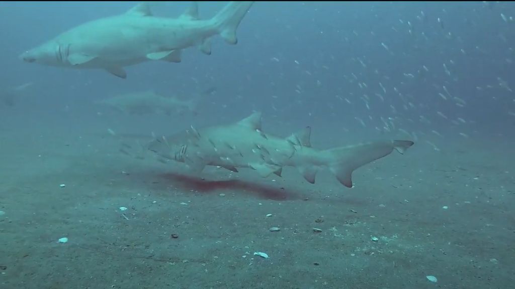 f33972e1-9d7f-466d-872b-7c65c9d915b7