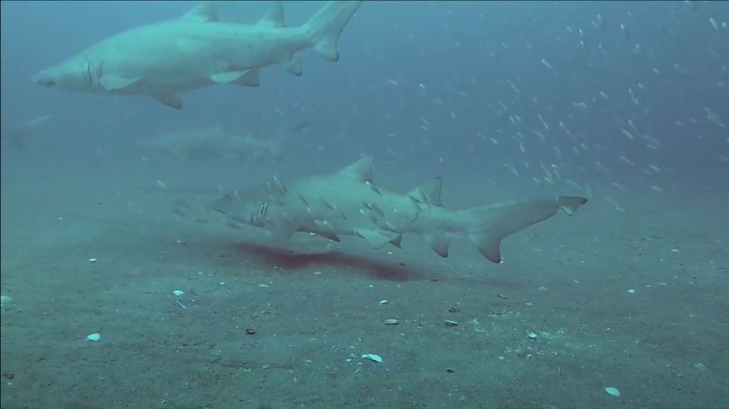 f33972e1-9d7f-466d-872b-7c65c9d915b7