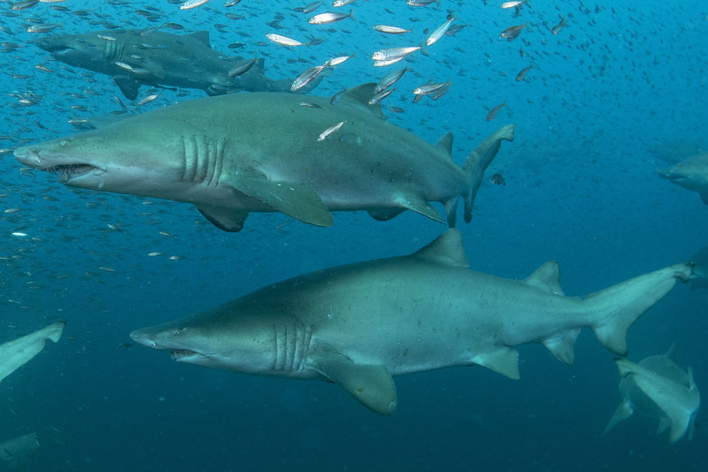 0b113de0-07c9-4885-b0eb-0ef3a8e26194