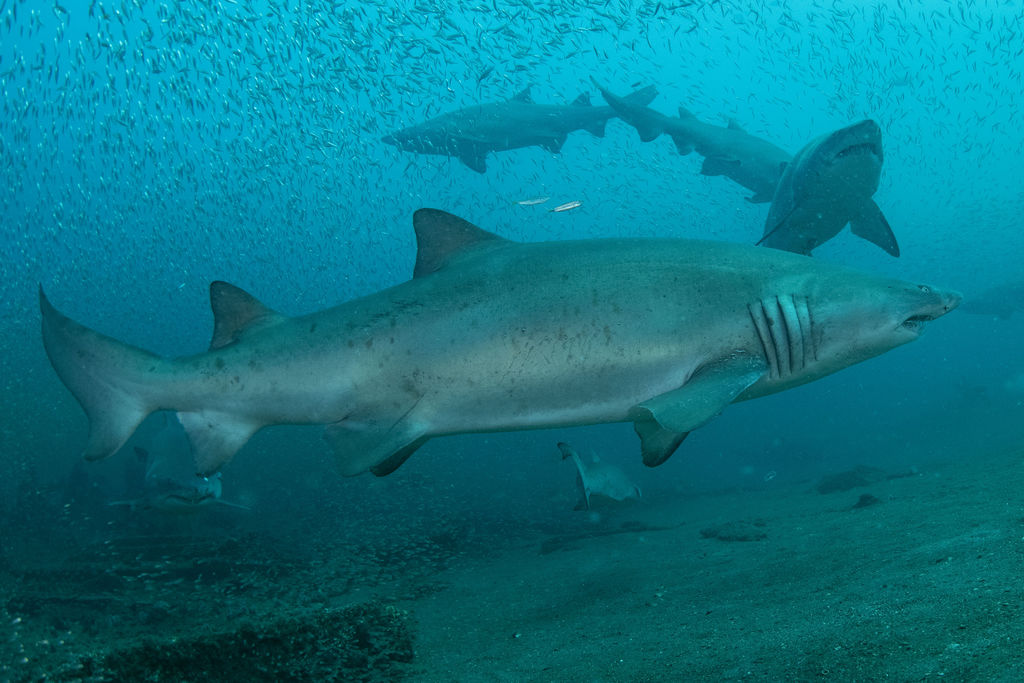 0b113de0-07c9-4885-b0eb-0ef3a8e26194