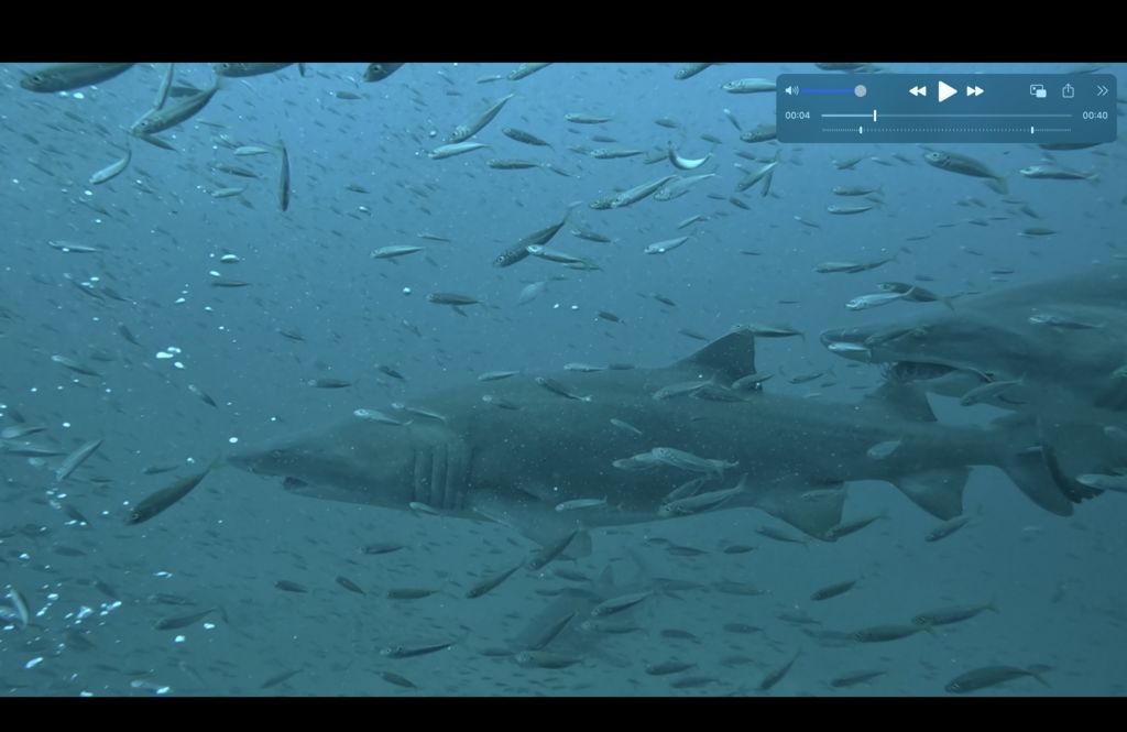 9bbd7153-44f1-45a1-b466-7ff6192b5069