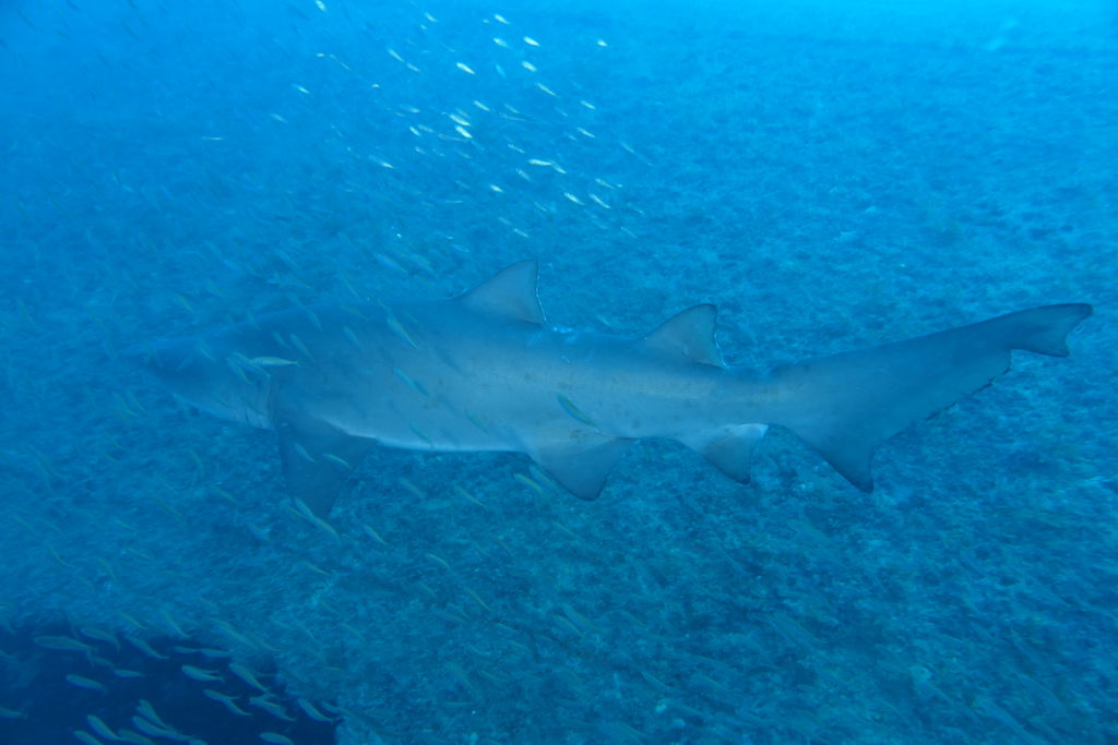 900ad68a-c309-4aff-8686-cab52f0429bc