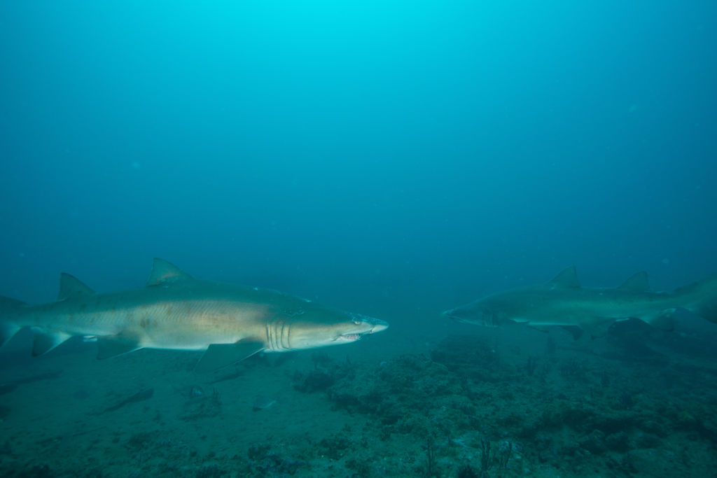 0cb53c62-315d-4f39-b81e-b121da8c0865