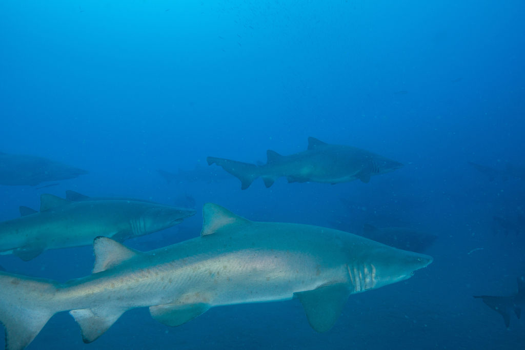 0f10fed6-30f8-4c92-a7a1-8612a6e32d5b