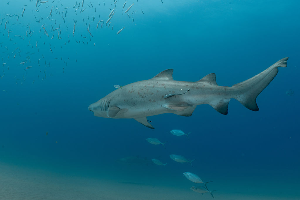 446aca2d-a144-4afe-8fcf-28dbc0106447