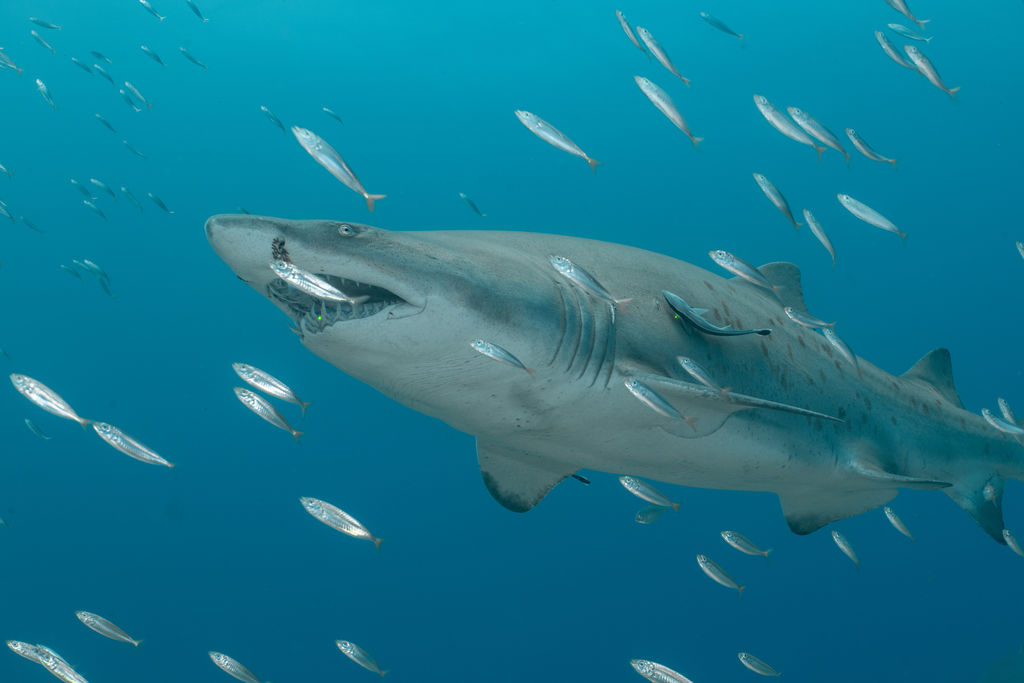 446aca2d-a144-4afe-8fcf-28dbc0106447