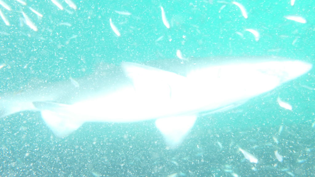 f99067ad-2758-48f4-a877-86f54476a084