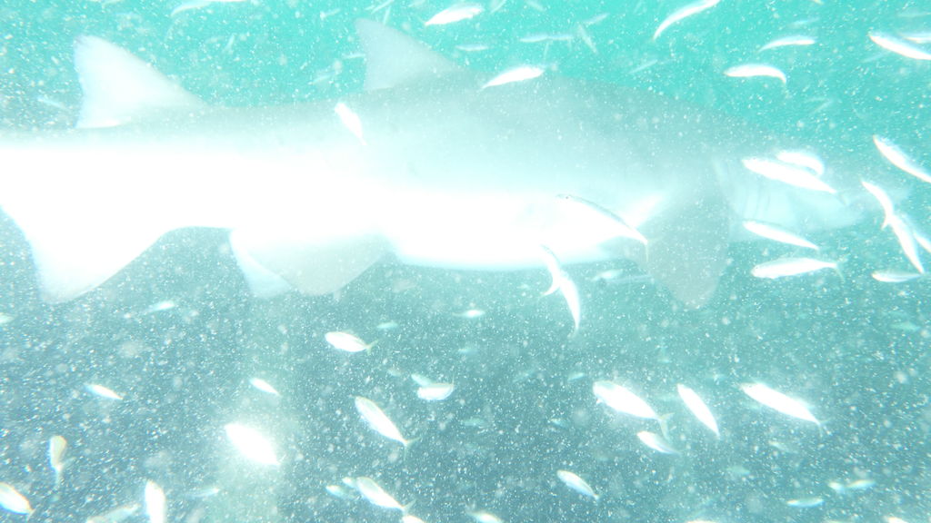 f99067ad-2758-48f4-a877-86f54476a084