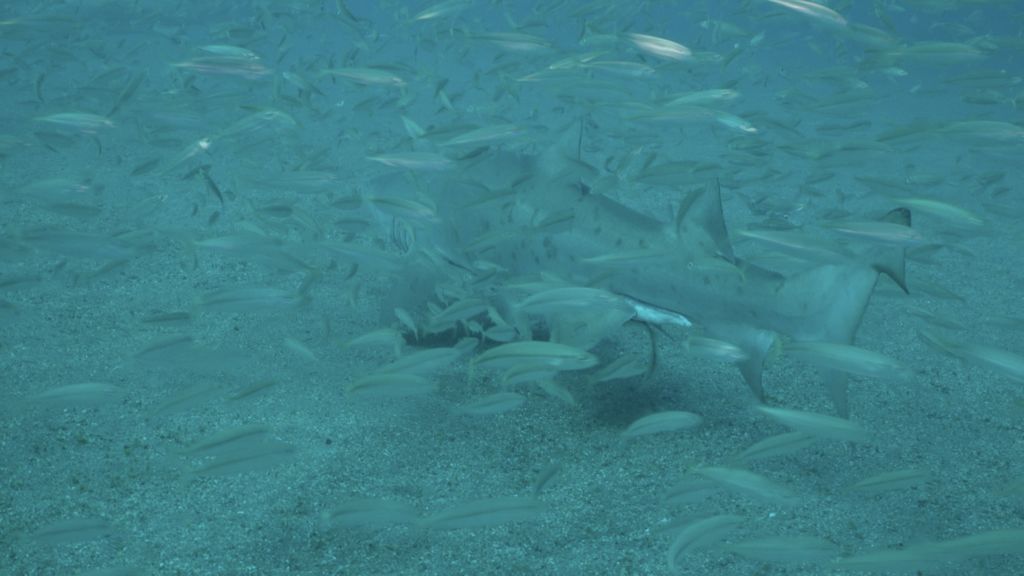 8fd0a345-c0ed-4c85-b183-f1b626a3eb07