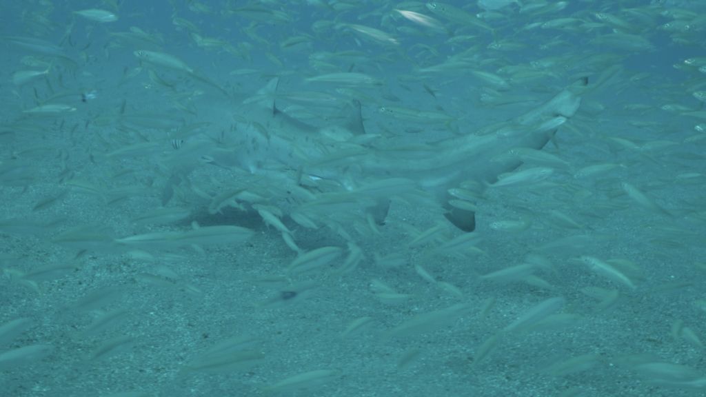 8fd0a345-c0ed-4c85-b183-f1b626a3eb07