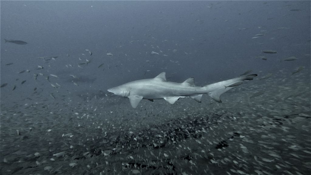 56abc03a-174c-4d35-9a30-71f89bbb097f