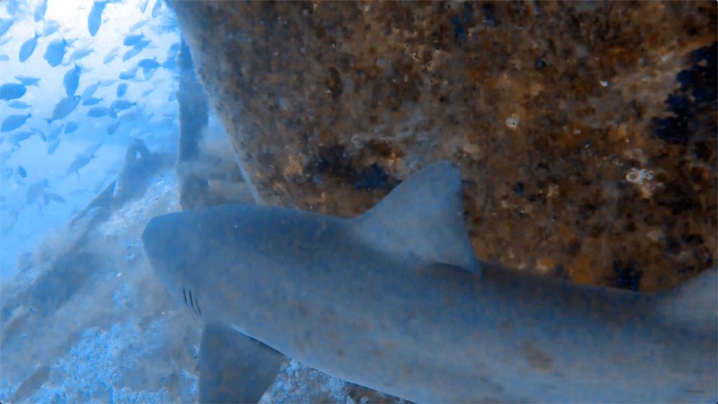 cd92785e-1c86-4b8d-ade9-320f5d41cf9f