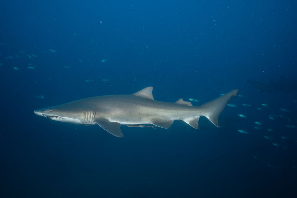 74dd4e19-e9c3-4f9e-9782-1deef943ce94