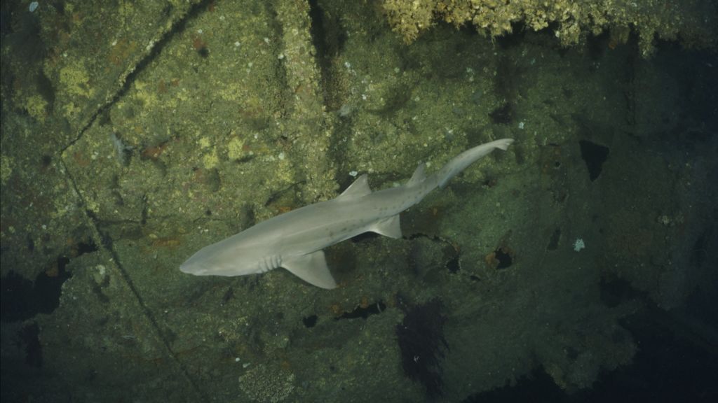 63e0734c-b44d-41df-8150-b2f5e69f8a53