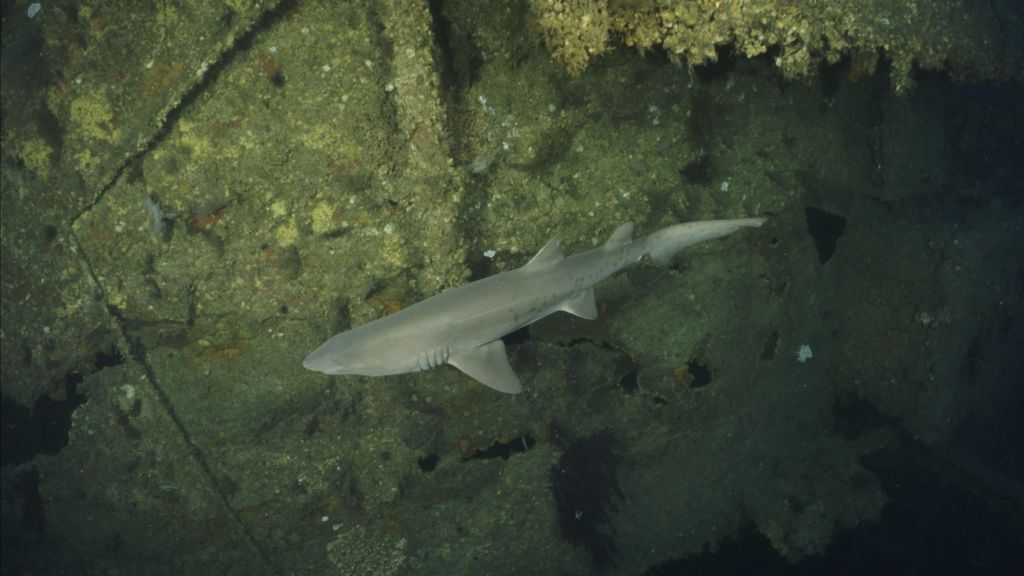 63e0734c-b44d-41df-8150-b2f5e69f8a53