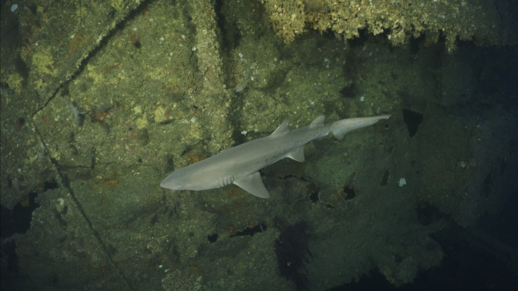 63e0734c-b44d-41df-8150-b2f5e69f8a53