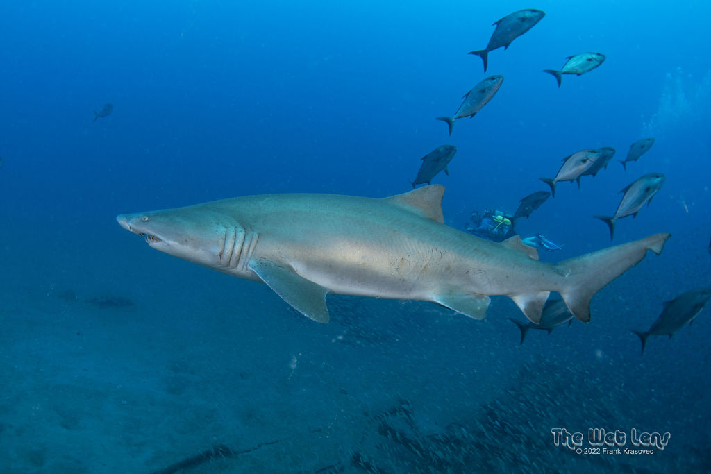 74dd4e19-e9c3-4f9e-9782-1deef943ce94