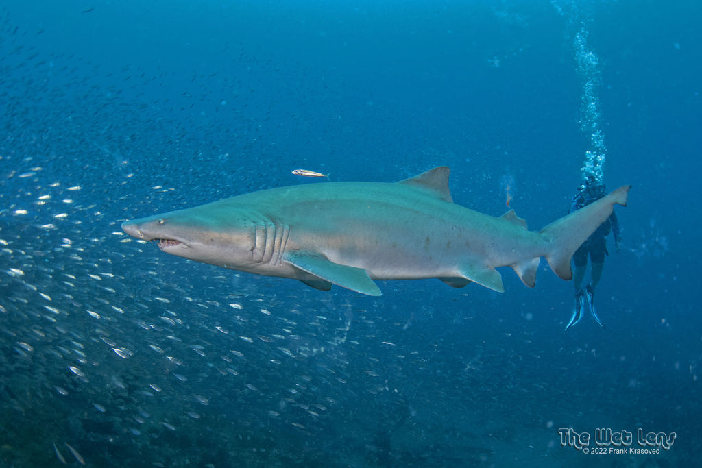 74dd4e19-e9c3-4f9e-9782-1deef943ce94