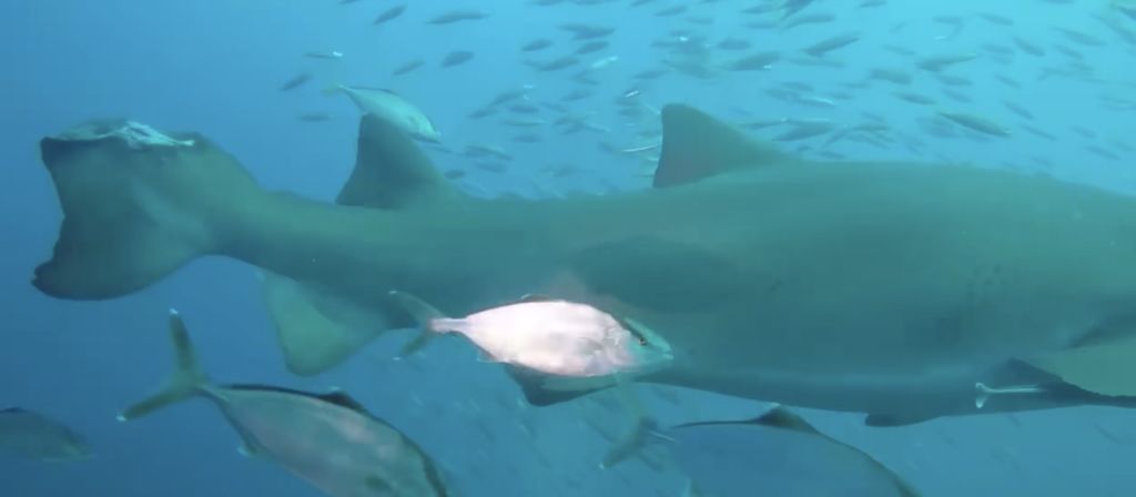 34f910d3-e552-4dba-8391-f35af8ae6aa6