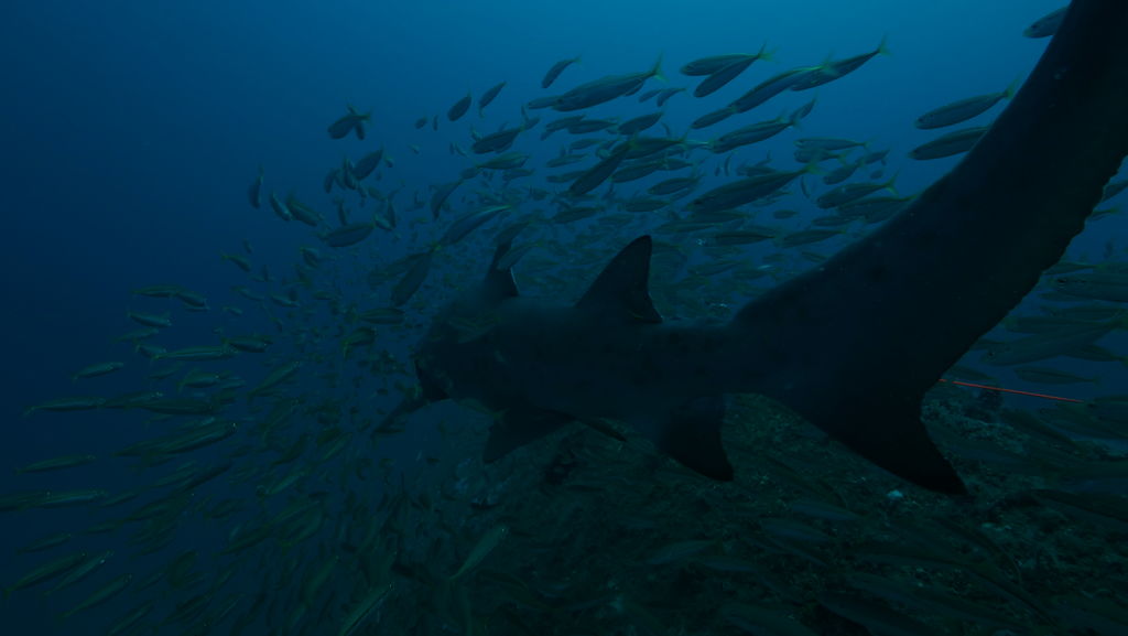 412769ca-4418-4902-b13c-0afb9b36cc1a