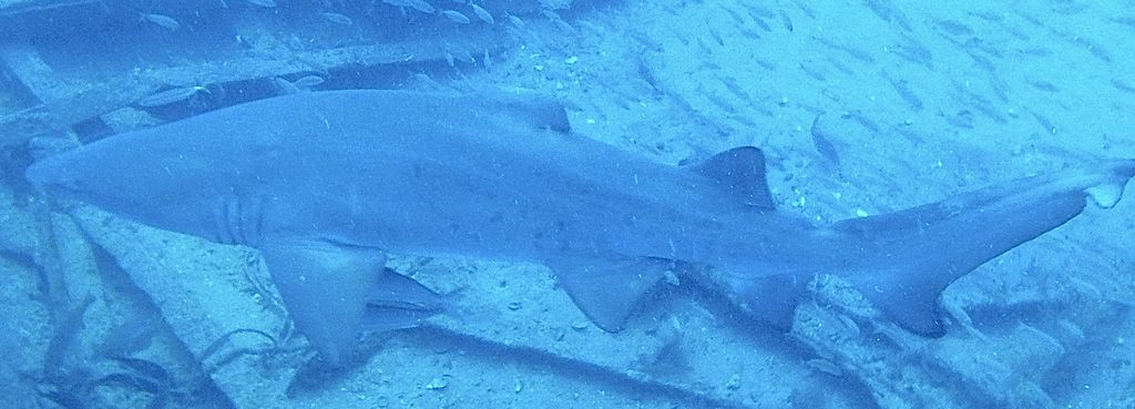 2b6d0ee2-7c29-4c33-abde-440fe637fc72