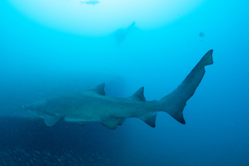 1dfe02fb-c29b-4238-a3c8-a3df34b1aeec