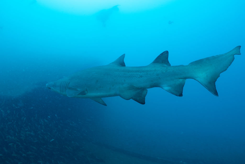 1dfe02fb-c29b-4238-a3c8-a3df34b1aeec