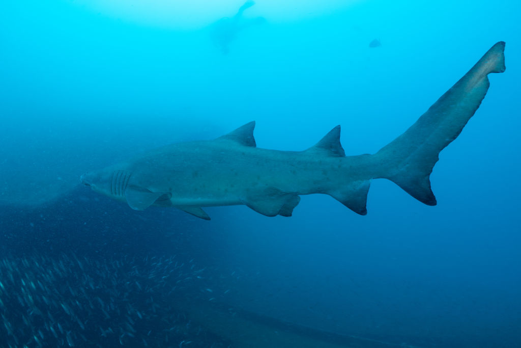 1dfe02fb-c29b-4238-a3c8-a3df34b1aeec