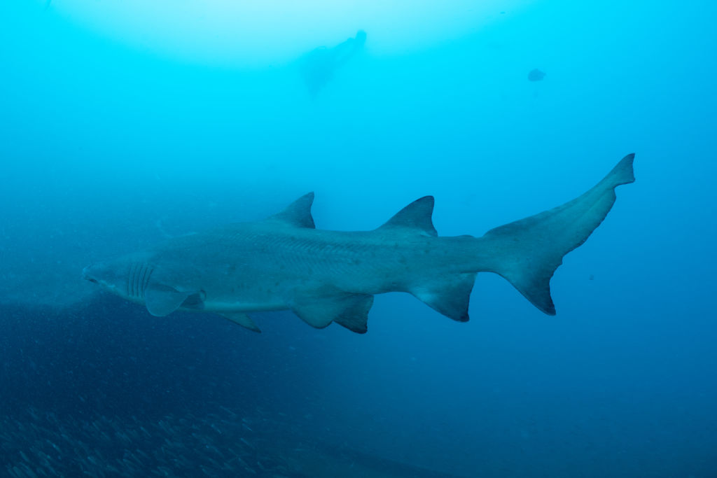 1dfe02fb-c29b-4238-a3c8-a3df34b1aeec