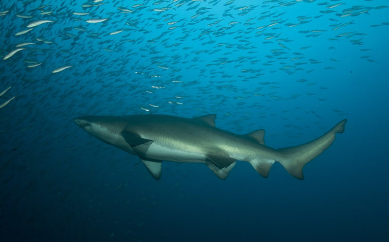 ab7a94d3-c5b6-4f67-821f-0ab70e5709ea