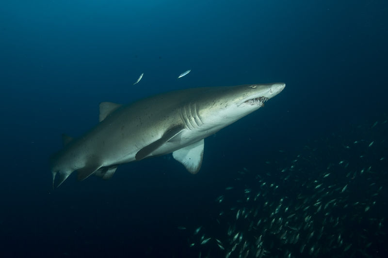 ab7a94d3-c5b6-4f67-821f-0ab70e5709ea