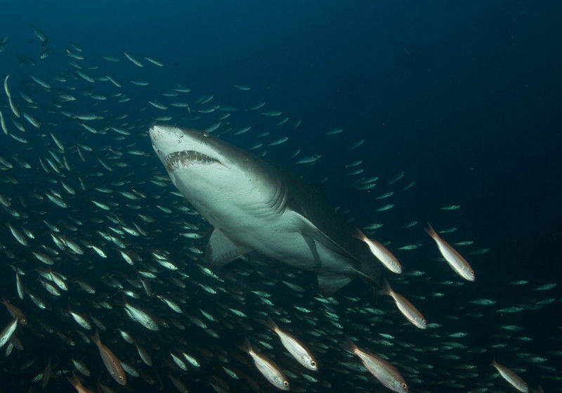 ab7a94d3-c5b6-4f67-821f-0ab70e5709ea