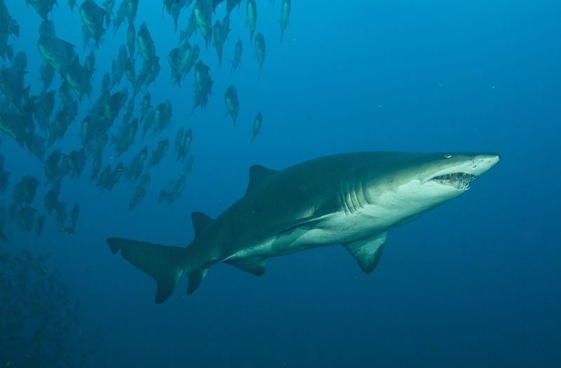 ab7a94d3-c5b6-4f67-821f-0ab70e5709ea