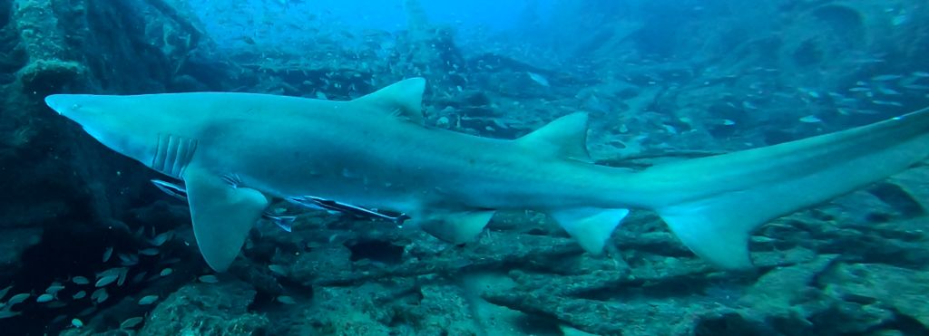 e9ba078a-caa9-49d6-9e8c-bcb4899b7368