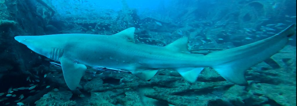 e9ba078a-caa9-49d6-9e8c-bcb4899b7368