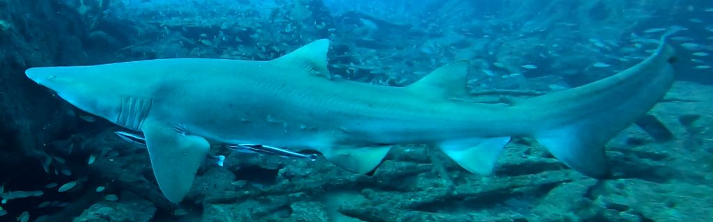 e9ba078a-caa9-49d6-9e8c-bcb4899b7368