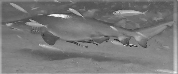 ac3fd5b5-e604-46c4-bd35-a159c6409800