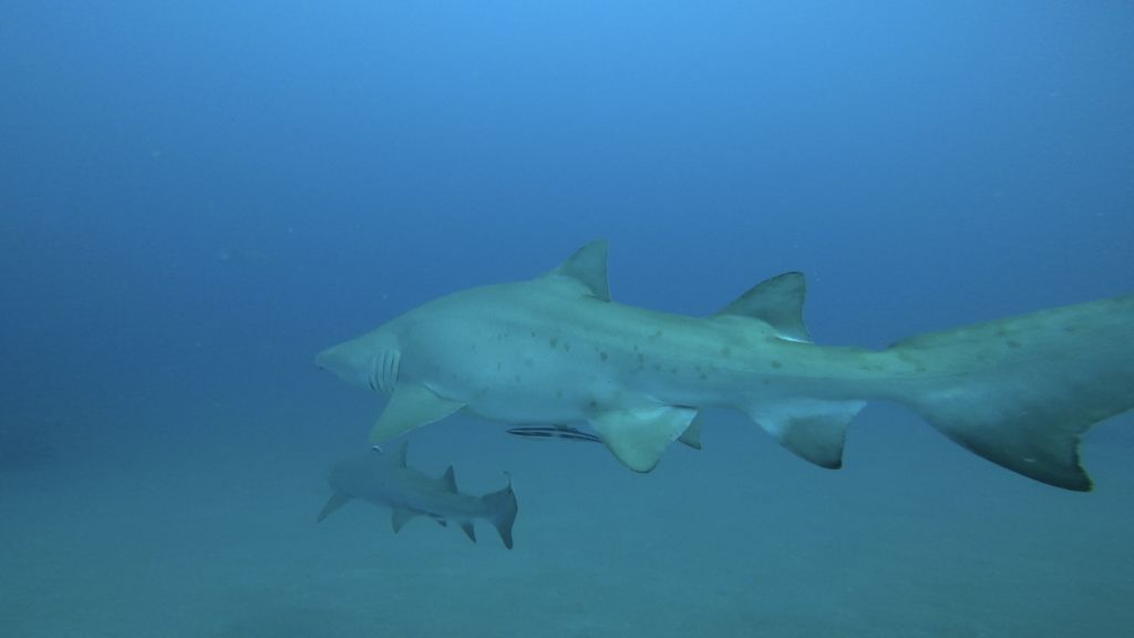 ba50b69f-2c5d-42d7-8fc0-78c485fb628b