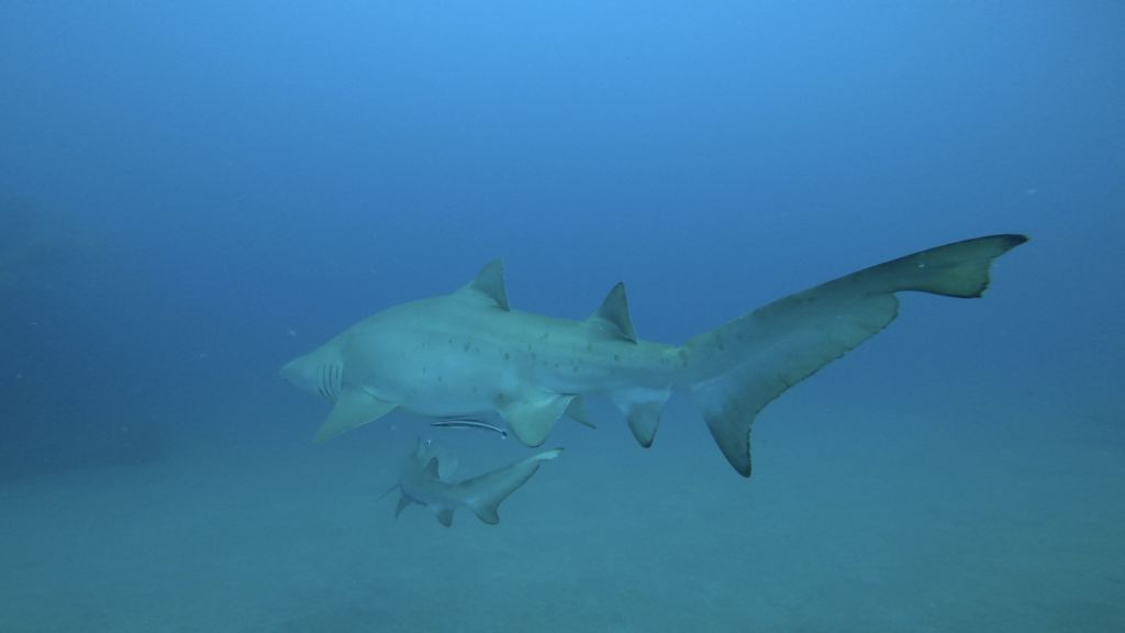 ba50b69f-2c5d-42d7-8fc0-78c485fb628b